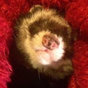 Meet your Posher, Nannah